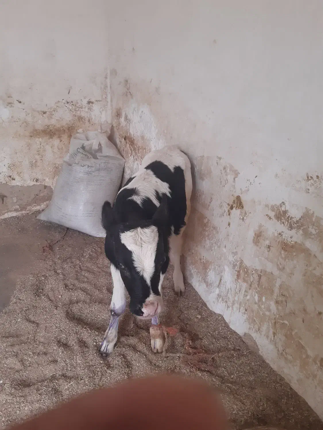 گاو گوساله|حیوانات مزرعه|قم, قلعه صدری|دیوار