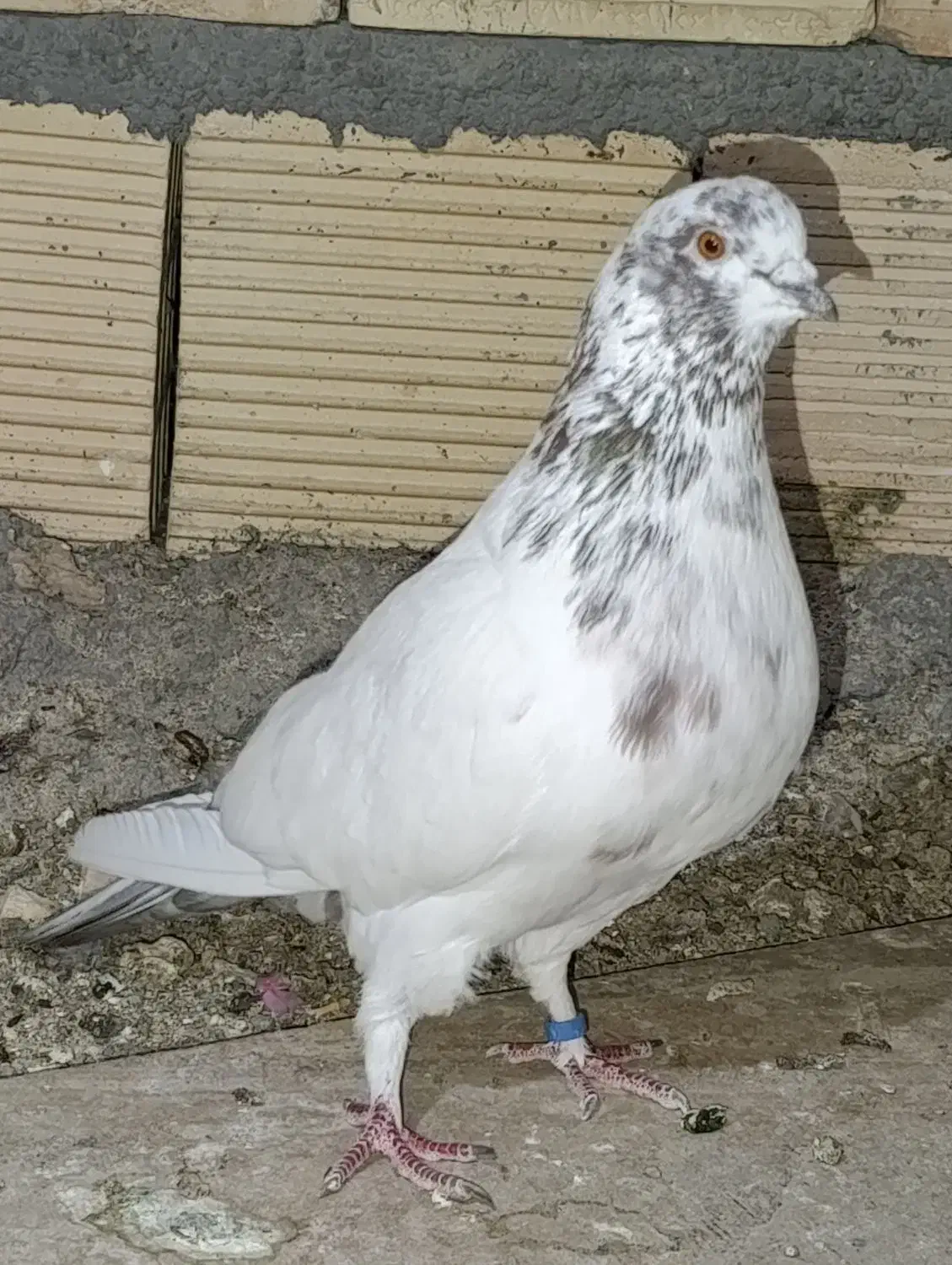 پرنده|پرنده|کوهدشت, |دیوار