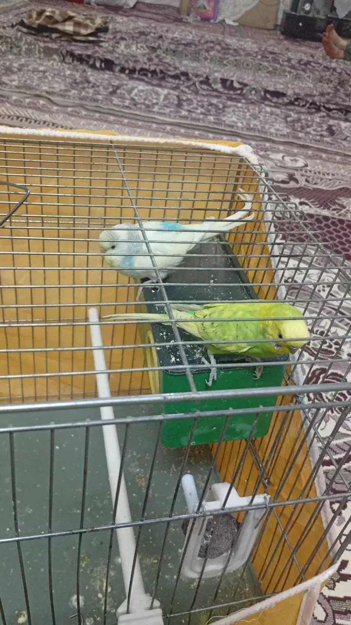 مرغ عشق مولد|پرنده|جونقان, |دیوار