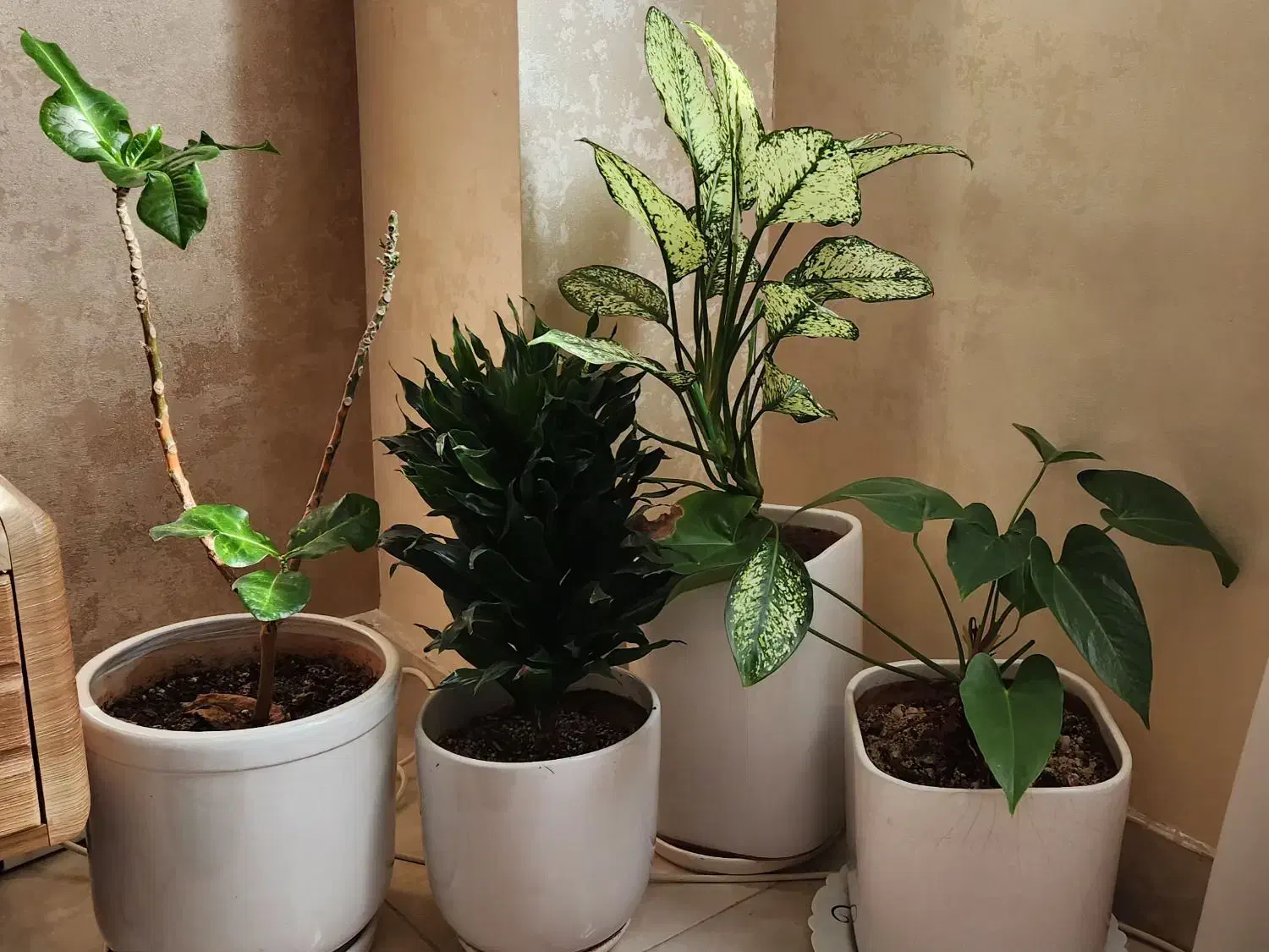 گل به همراه گلدان|گل و گیاه طبیعی|رشت, کوی مهر|دیوار