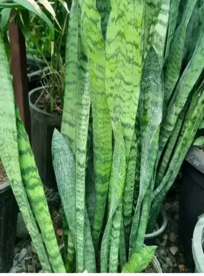 فروش نهال سانسوریا مهتابی وسبز|گل و گیاه طبیعی|چابهار, |دیوار