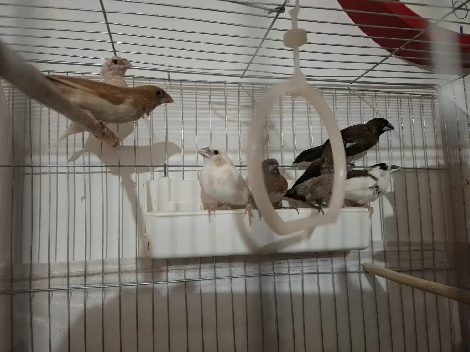 فنج بنگالی|پرنده|پاکدشت, حصار امیر|دیوار