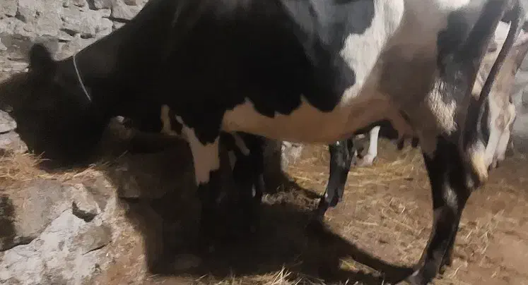 بوغاز اینک هاشتان|حیوانات|ویلکیج, |دیوار