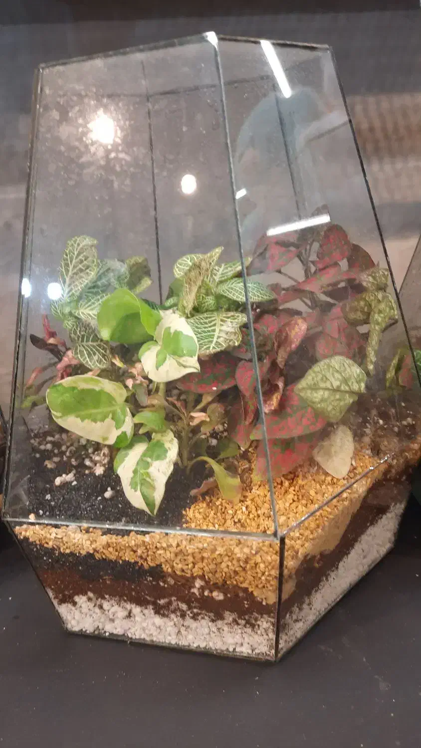 تراریوم|گل و گیاه طبیعی|قم, پردیسان|دیوار
