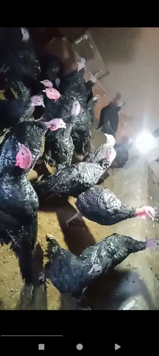 بوقلمون|حیوانات مزرعه|تربت جام, شهرک آزادگان|دیوار