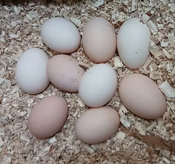 تخم نطفه دار مرغ و خروس اصیل آمروک و برهما|حیوانات مزرعه|مشهد, عبادی|دیوار