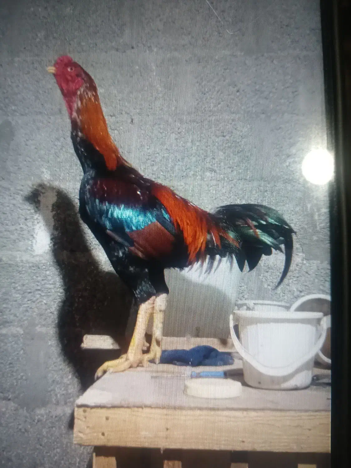 خروس لاری|حیوانات مزرعه|رشت, حومه رشت|دیوار