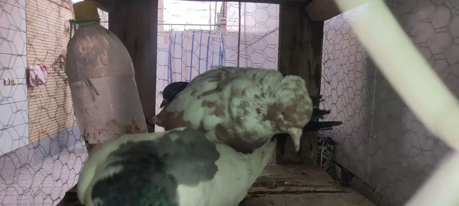 کفتر|پرنده|ابریشم, |دیوار