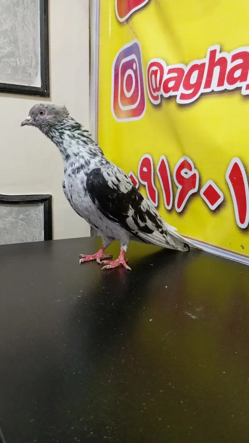 دم سفید|پرنده|سوسنگرد, |دیوار