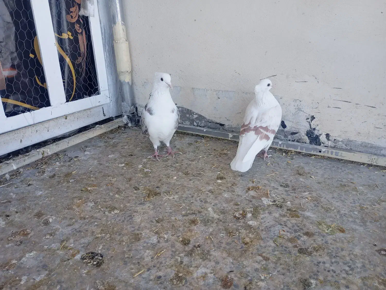 کبوتر پلنگ نباتی|پرنده|دورود, |دیوار