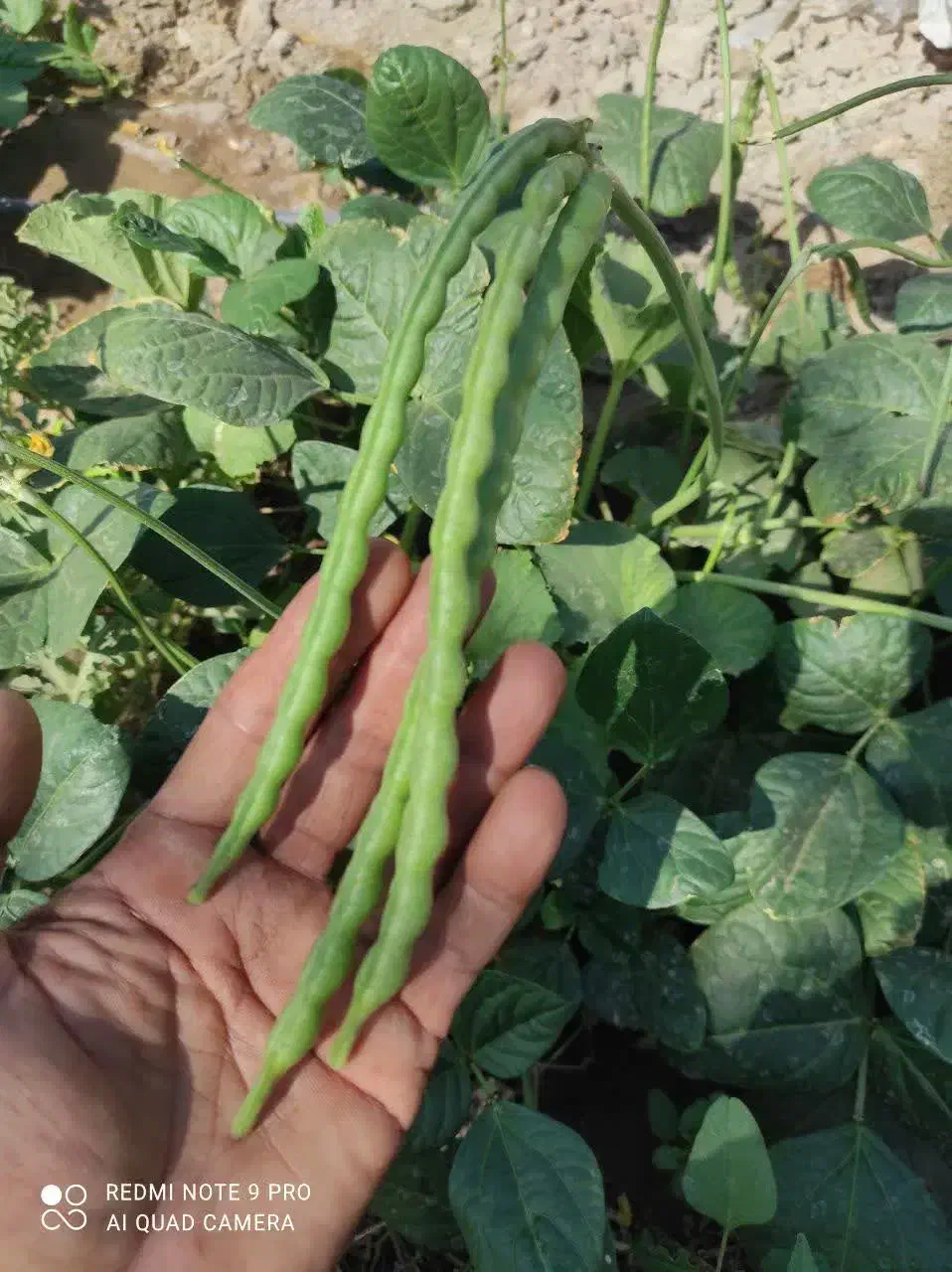 خاک معدنی لئوناردیت واسید هیومیک خالص|عمده‌فروشی|طاغنکوه, |دیوار