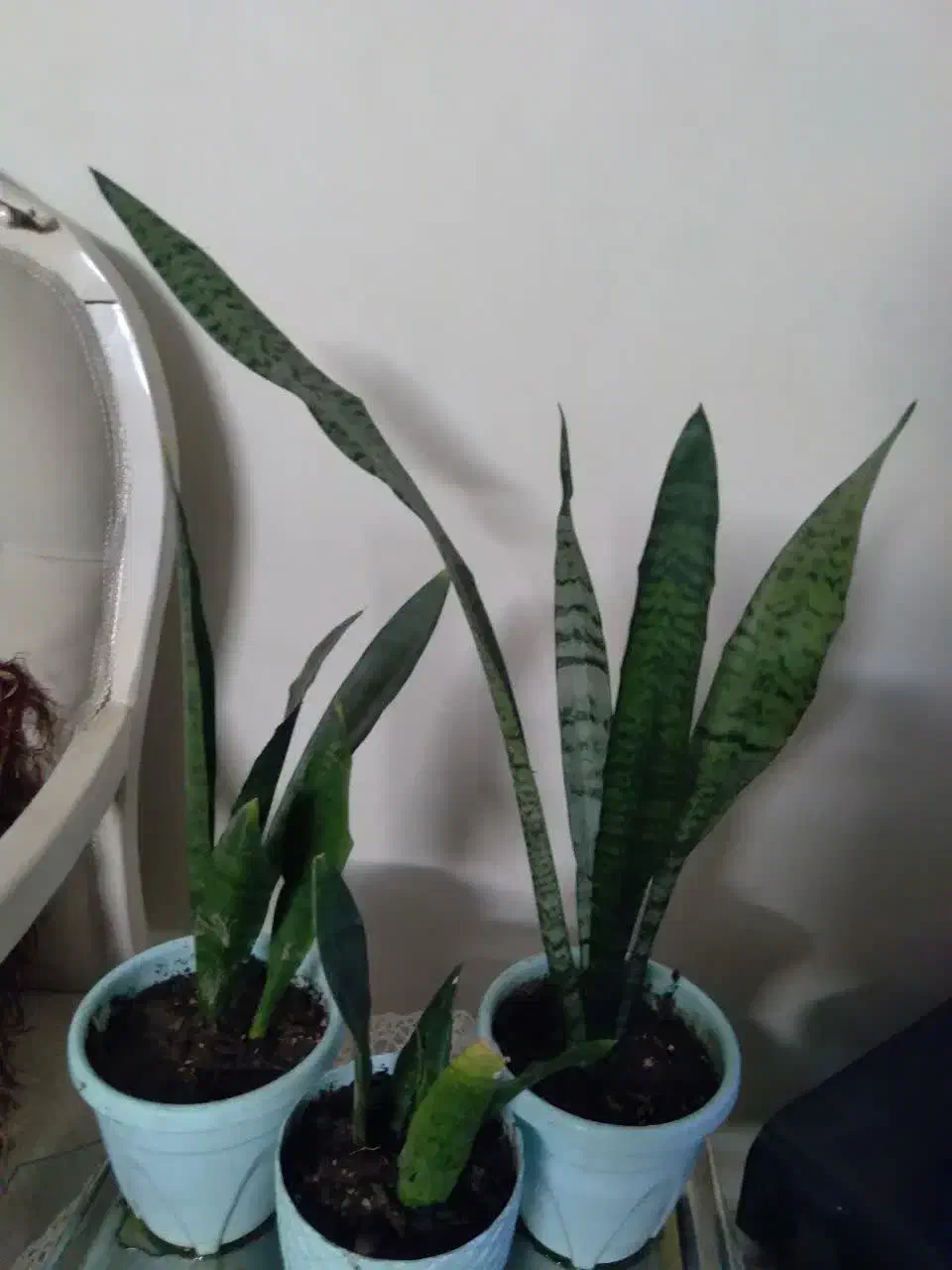 گل سانسوریا|گل و گیاه طبیعی|مشهد, استاد یوسفی (شهرک غرب)|دیوار