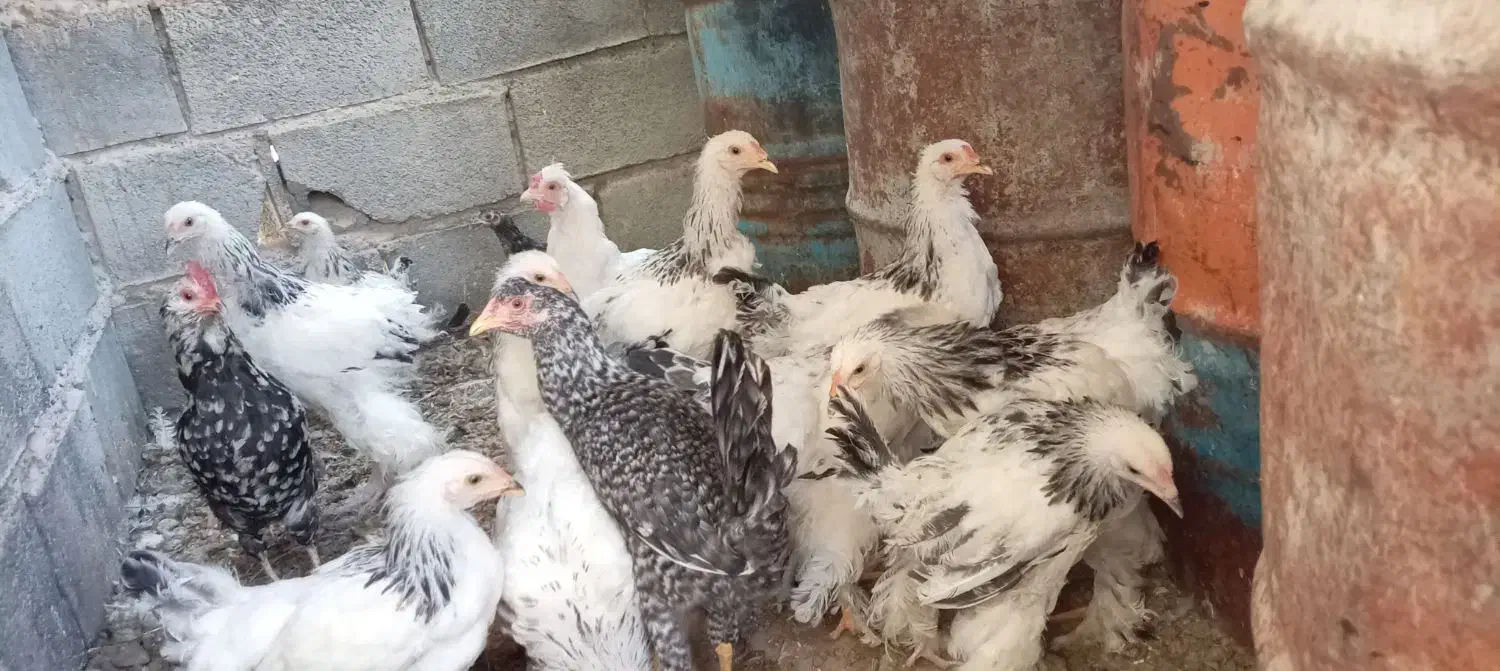 مرغ امپراطور|حیوانات مزرعه|سیستان, |دیوار