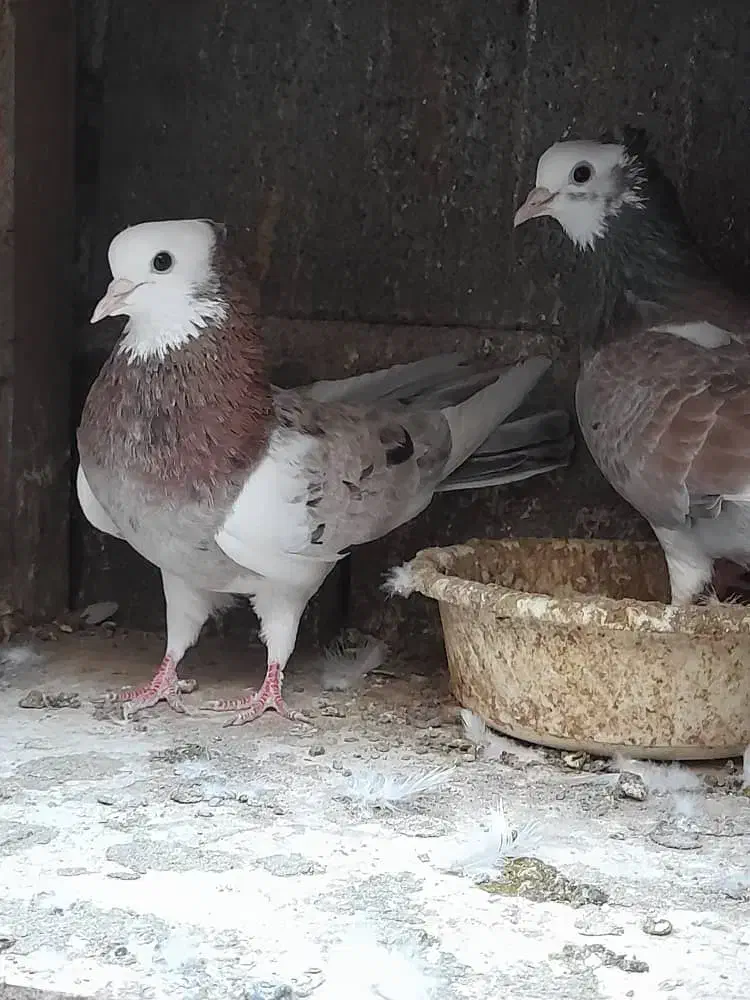 کبوتر پرشی|پرنده|گرگان, |دیوار