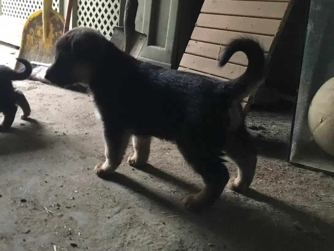 توله سگ ژرمن وررک|سگ|اردبیل, |دیوار