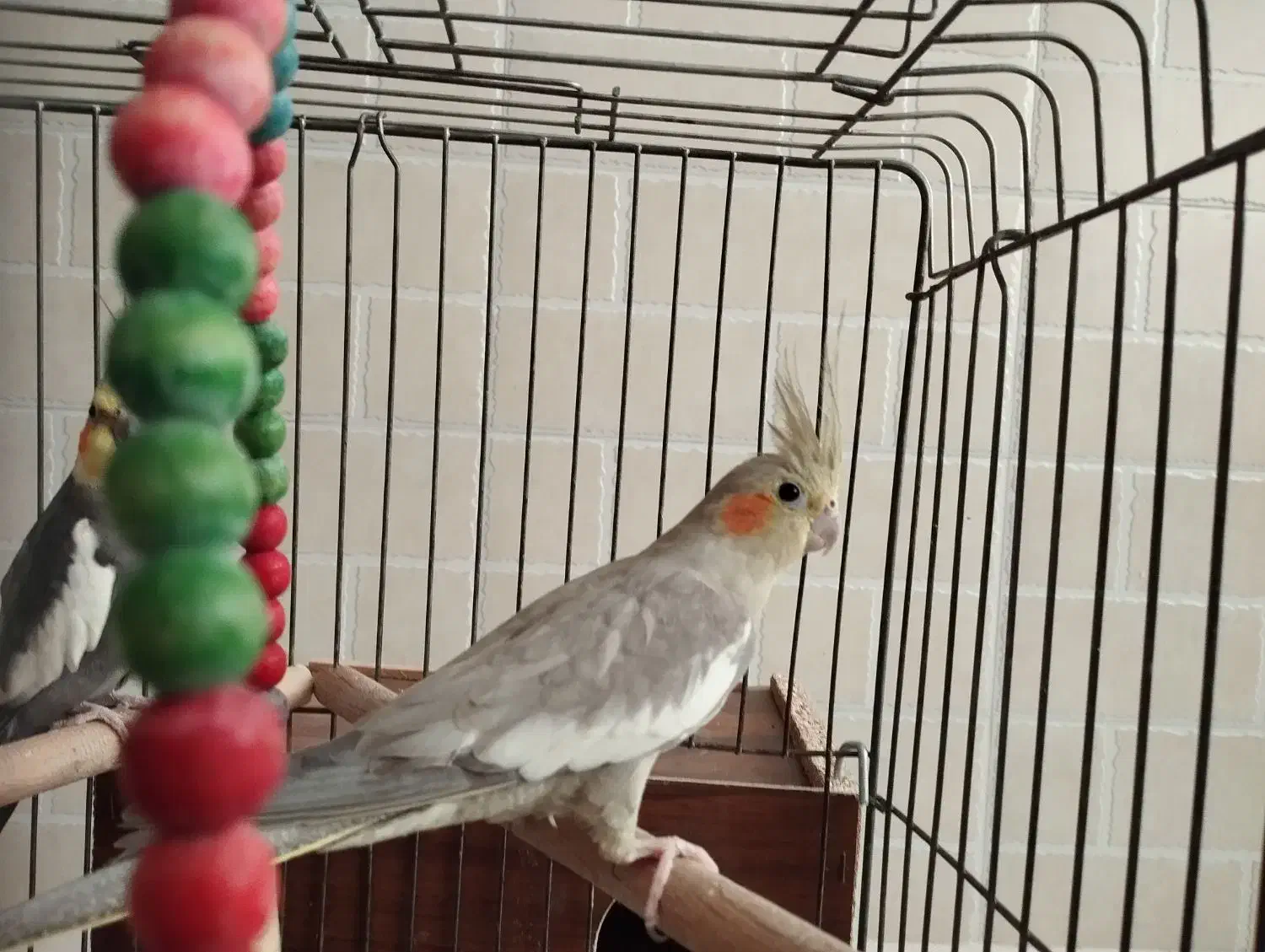 یک جفت عروس هلندی با قفس|پرنده|یزد, |دیوار