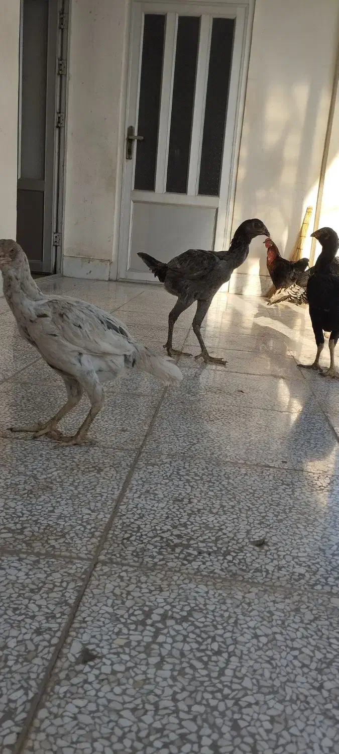 3عدد لاری نژاد دار سالم و سرحال|حیوانات مزرعه|گنبد کاووس, |دیوار