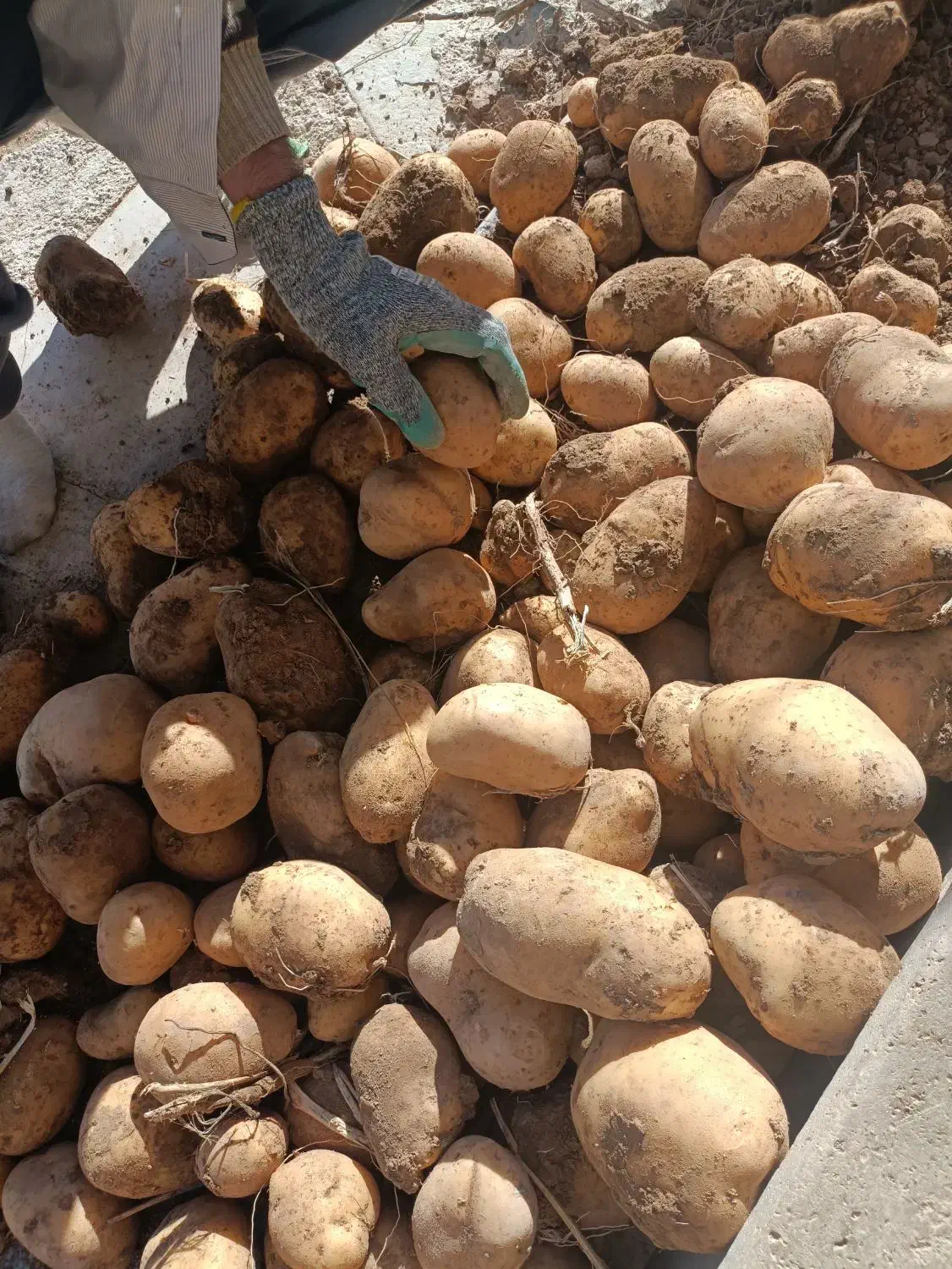 سیب زمینی جلی رانومی مدل 402|خوردنی و آشامیدنی|رزن, |دیوار