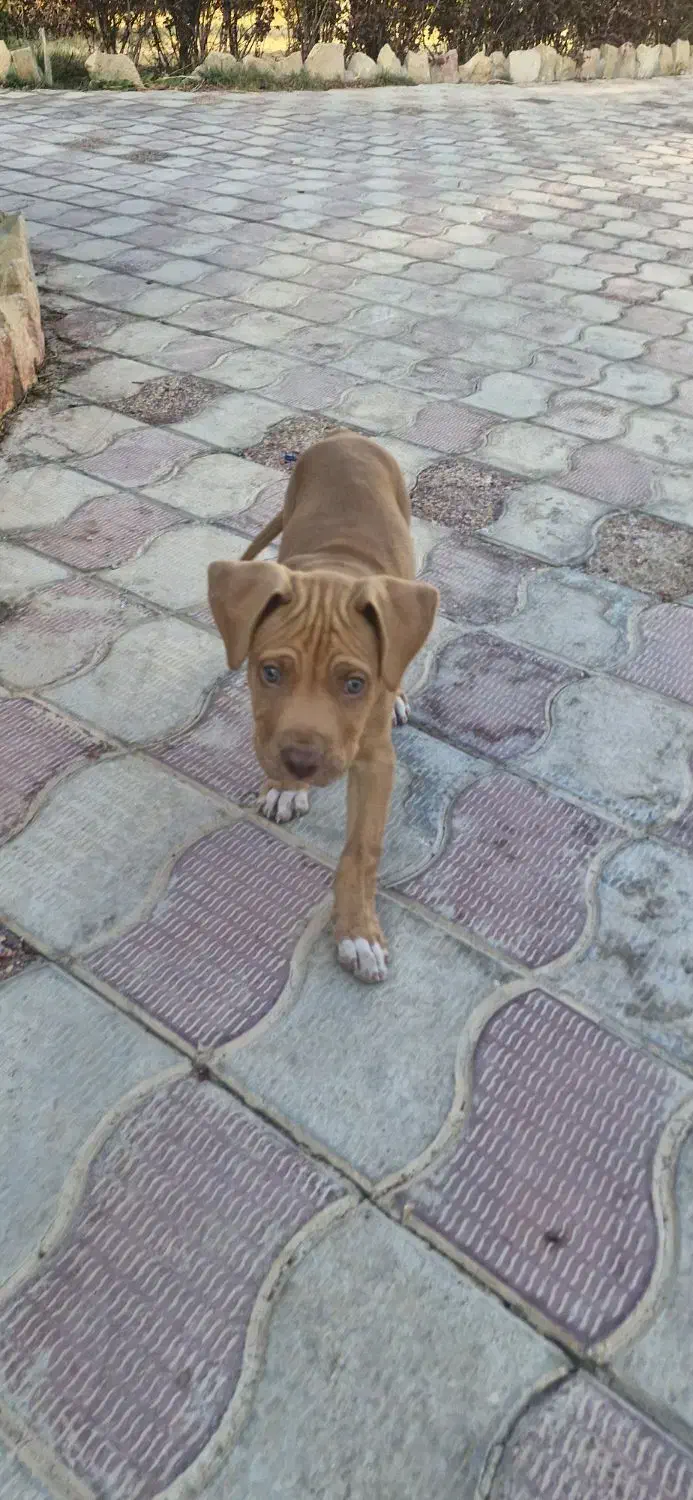 سگ پیت بول اصیل ب شرط|سگ|شیراز, بریجستون|دیوار