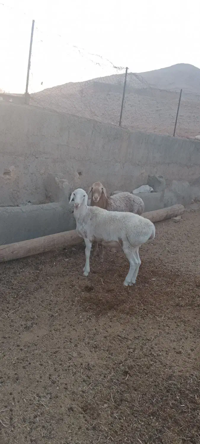 بره و شیشک|حیوانات مزرعه|نیمبلوک, |دیوار