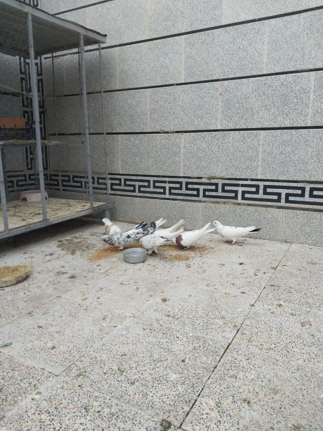 کبوتر|پرنده|اندیمشک, |دیوار