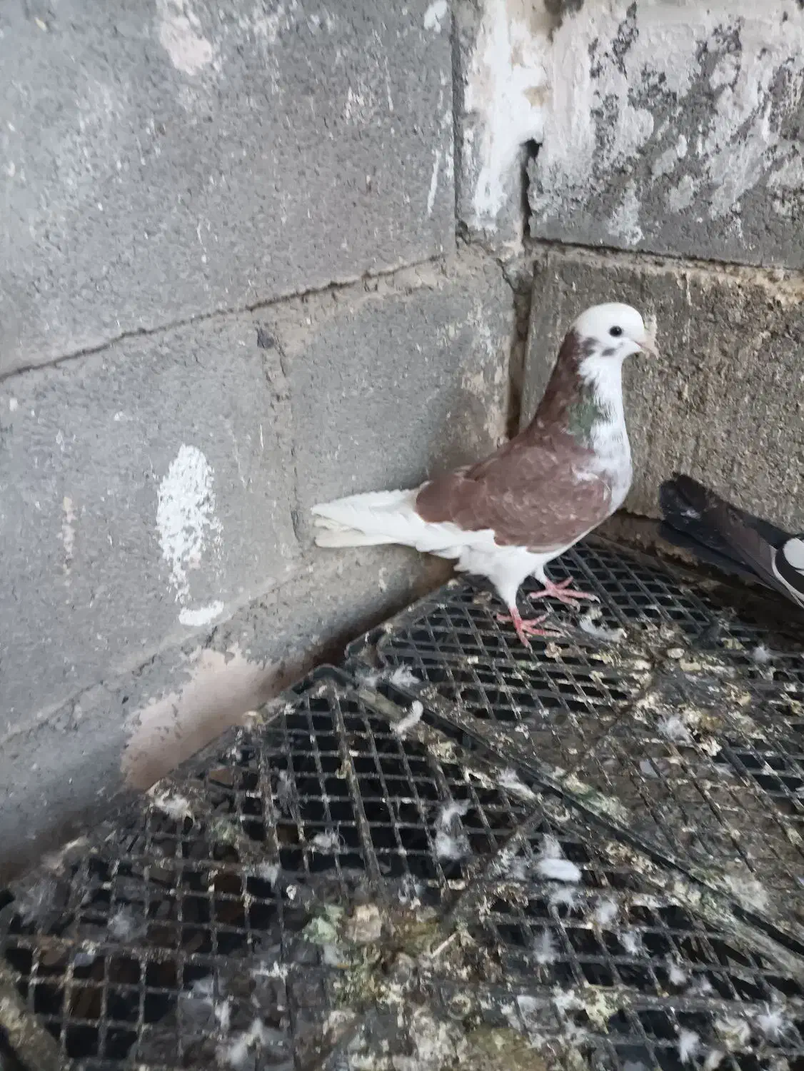 شازده سرخ ماده پرشی|پرنده|رودان, |دیوار