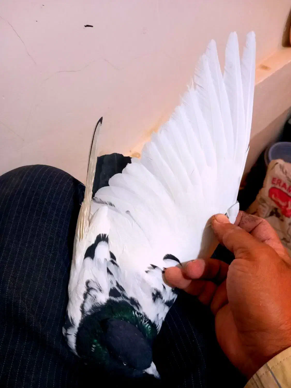 سینه سیاه کاکلی ماده درشت قواره دار|پرنده|مشهد, انقلاب|دیوار