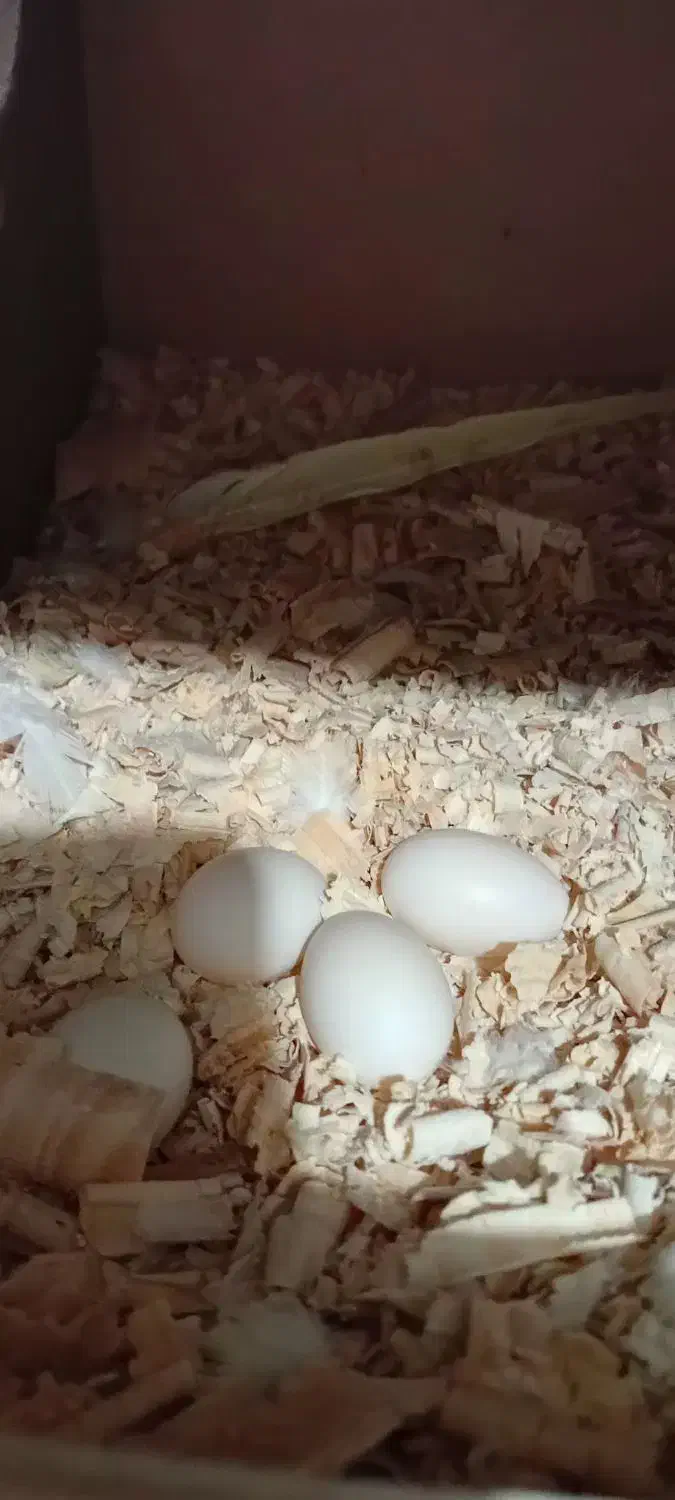 پرنده|پرنده|مشکین‌دشت, |دیوار