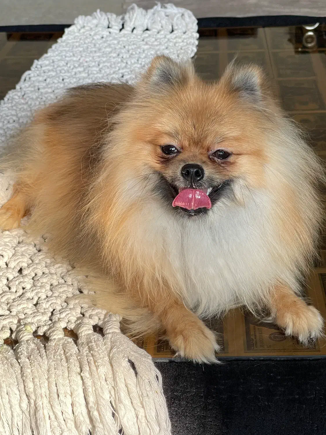 سگ پامرانین|سگ|تهران, گلستان (شهرک راه آهن)|دیوار