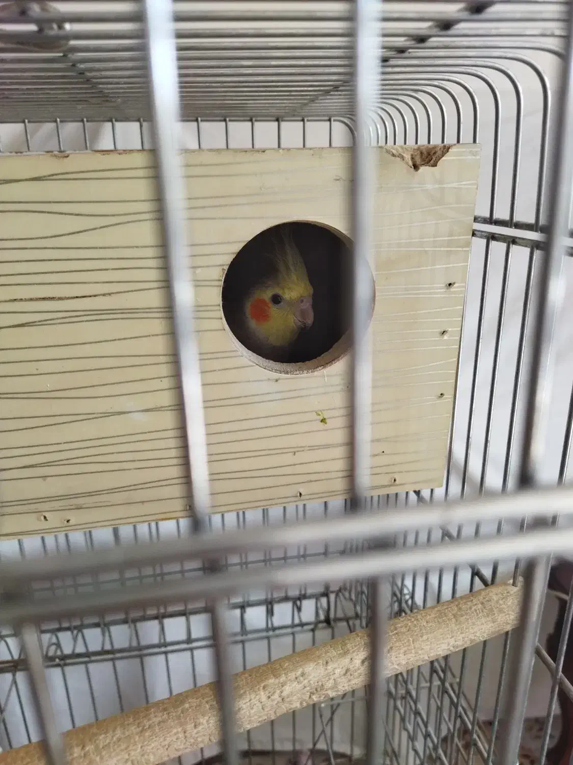 عروس هلندی|پرنده|اصفهان, تصفیه خانه فاضلاب|دیوار