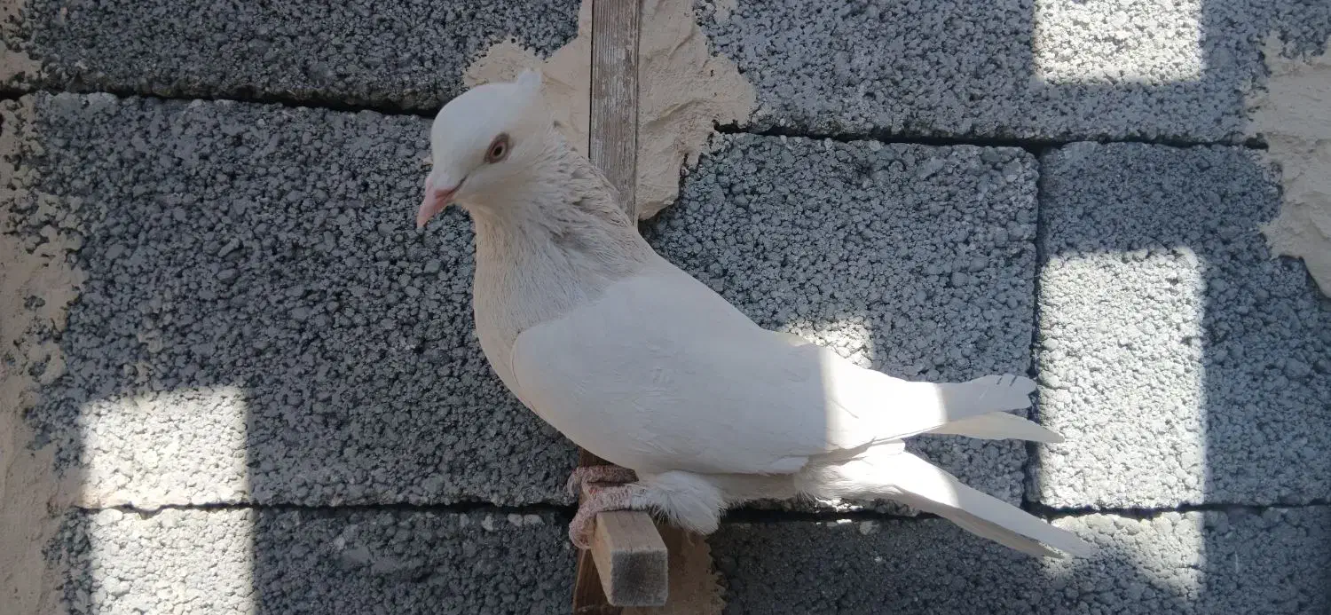 ماده طوقی|پرنده|جهرم, |دیوار