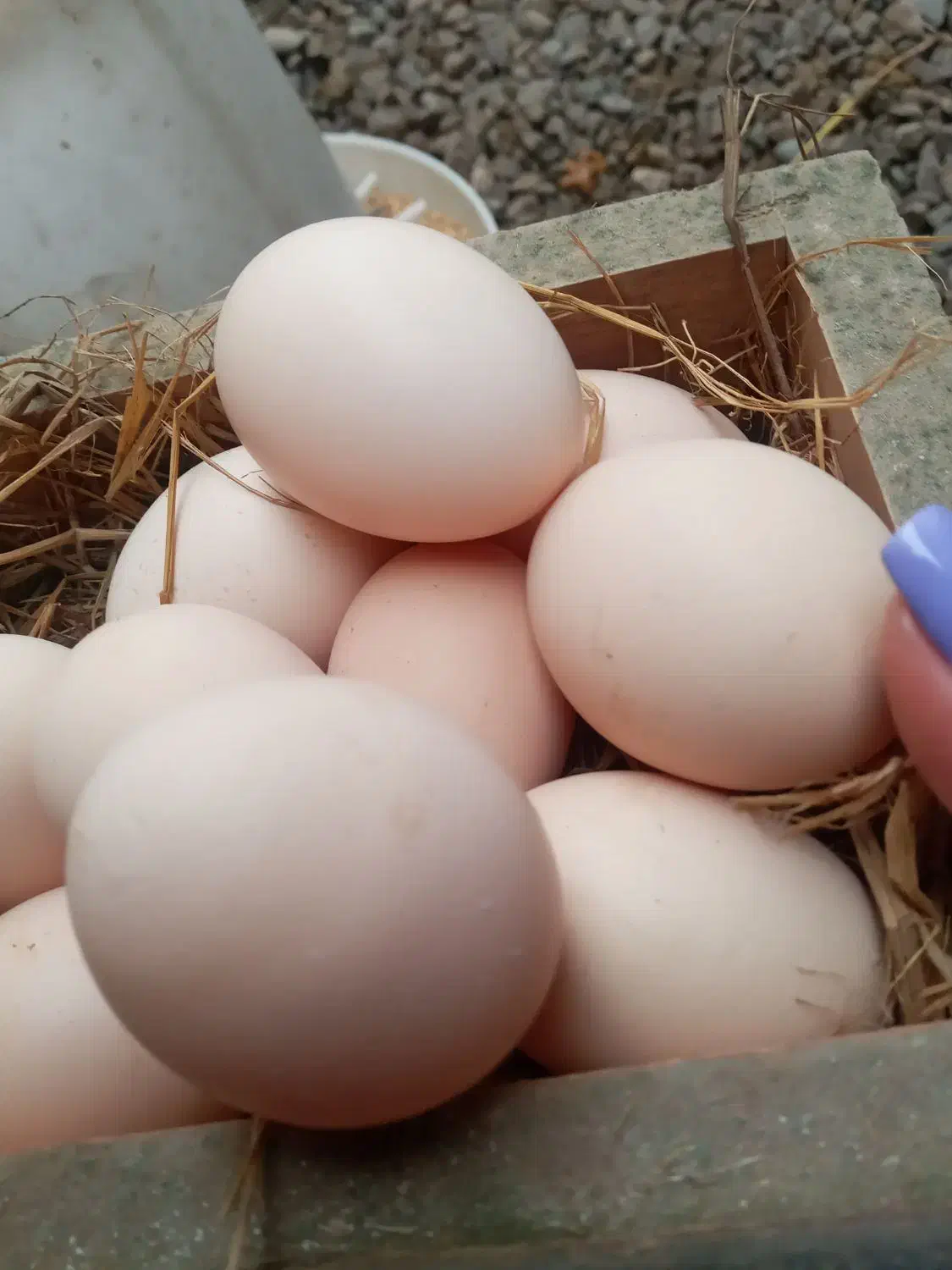 تخم مرغ محلی|خوردنی و آشامیدنی|سنگر, |دیوار