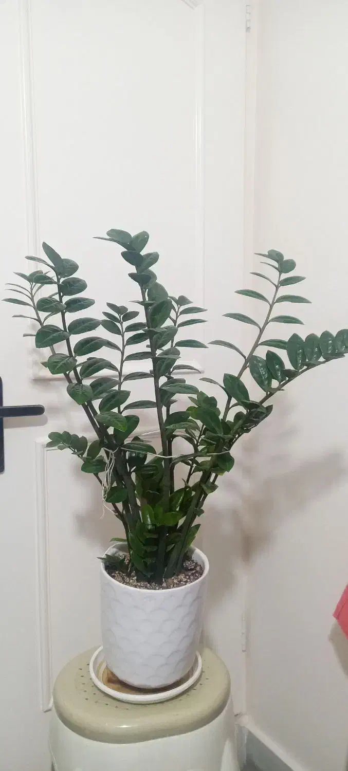 زاموفیلیا|گل و گیاه طبیعی|قم, محمد آباد|دیوار