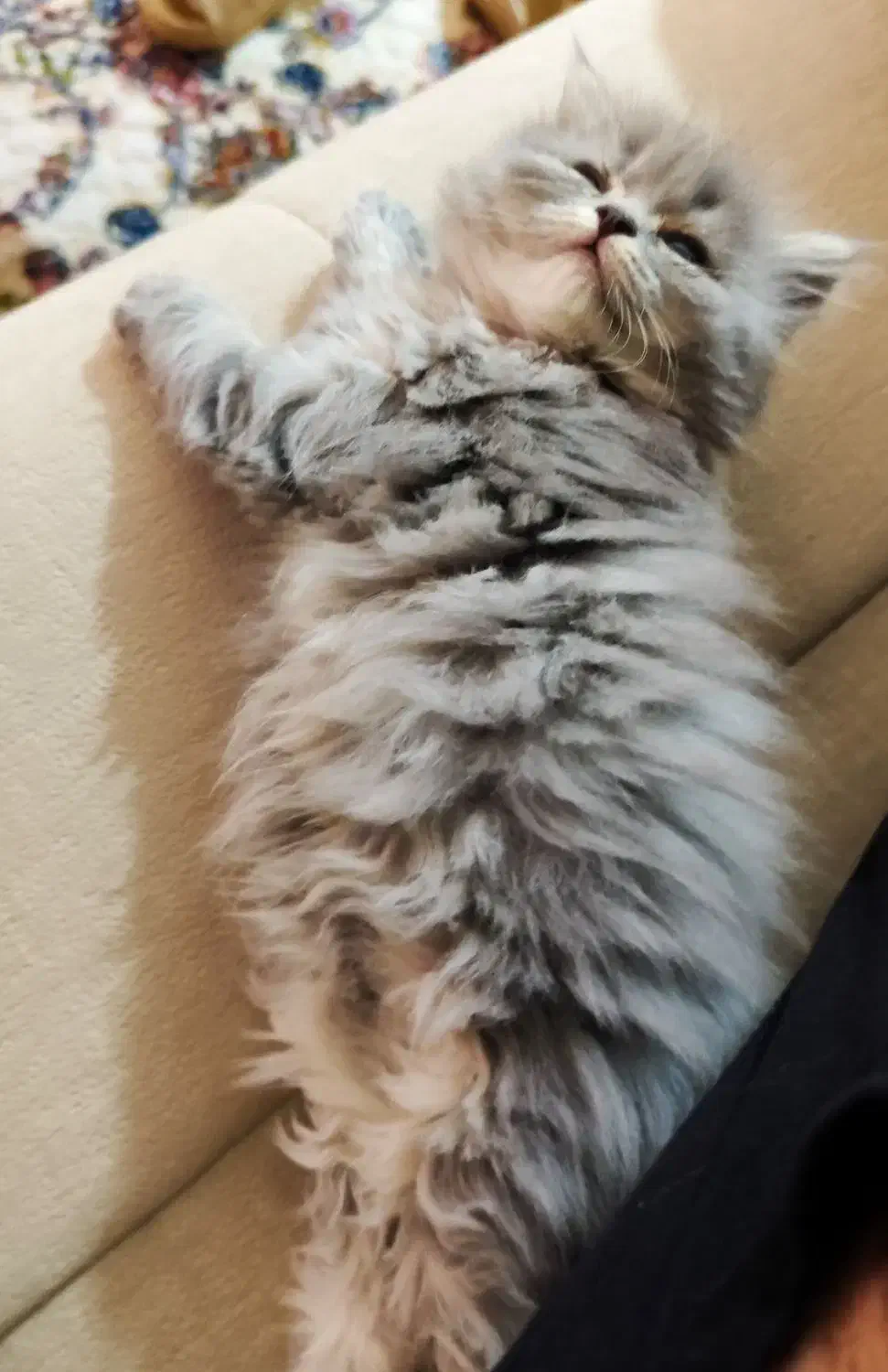 گربه بریتیش|گربه|رشت, گلسار|دیوار