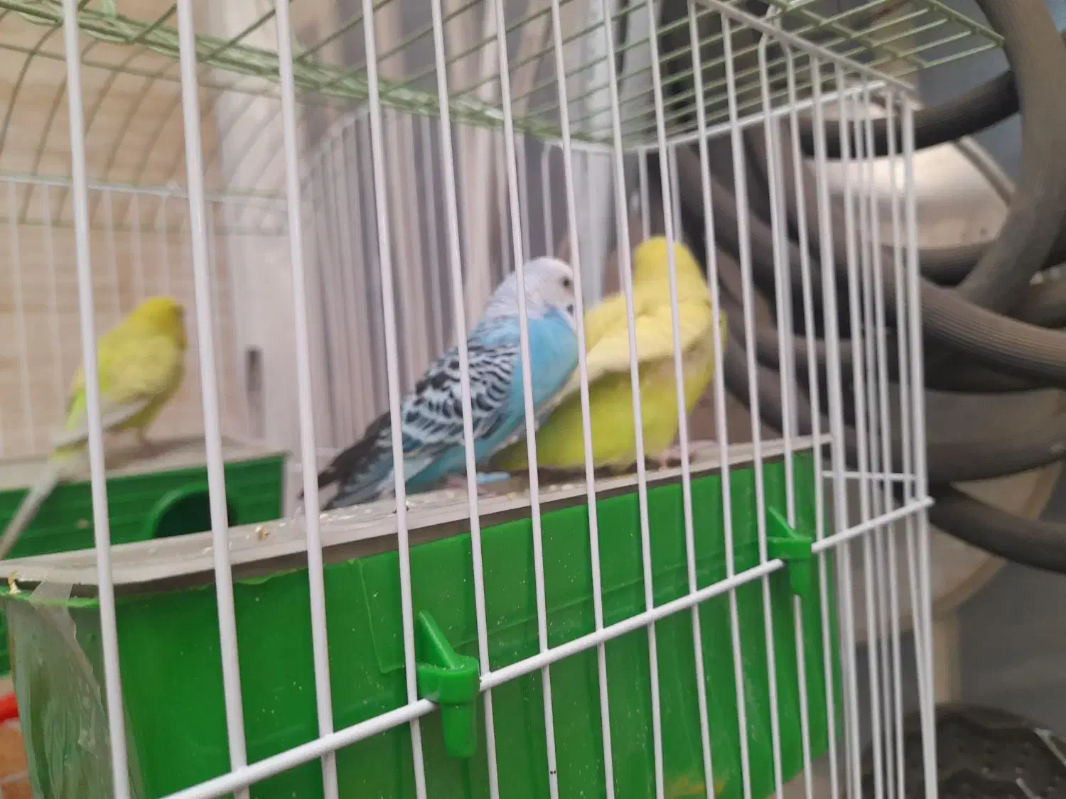 ۲ جفت ۴ تا مرغ عشق همراه با قفس سالم|پرنده|ری, فیروزآبادی|دیوار