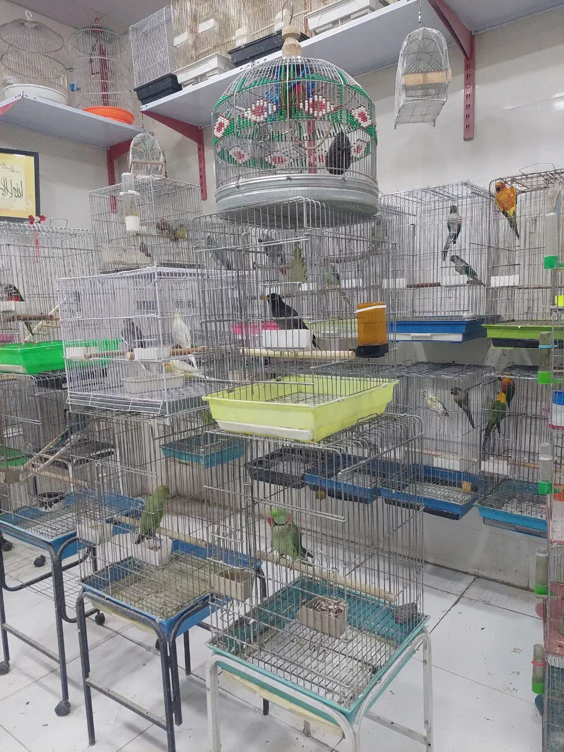 عروس هلندی|پرنده|شیراز, شهرک پرواز|دیوار