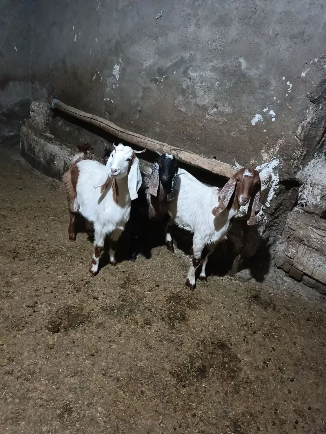 سه راس بزغاله ماده|حیوانات مزرعه|شیروان (لرستان), |دیوار