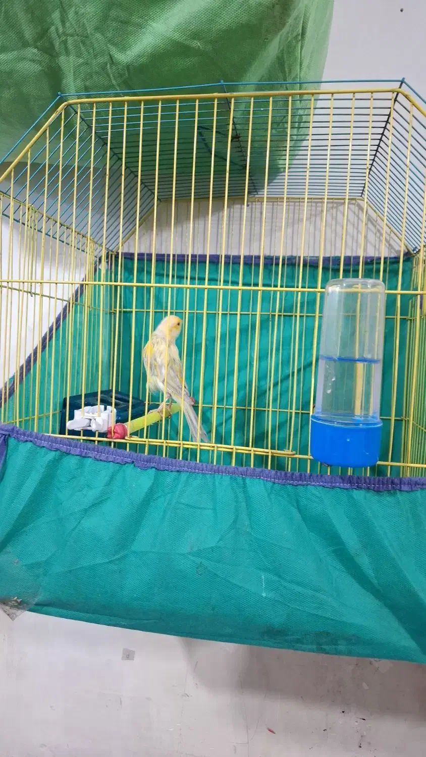 قناری|پرنده|آبادان, |دیوار