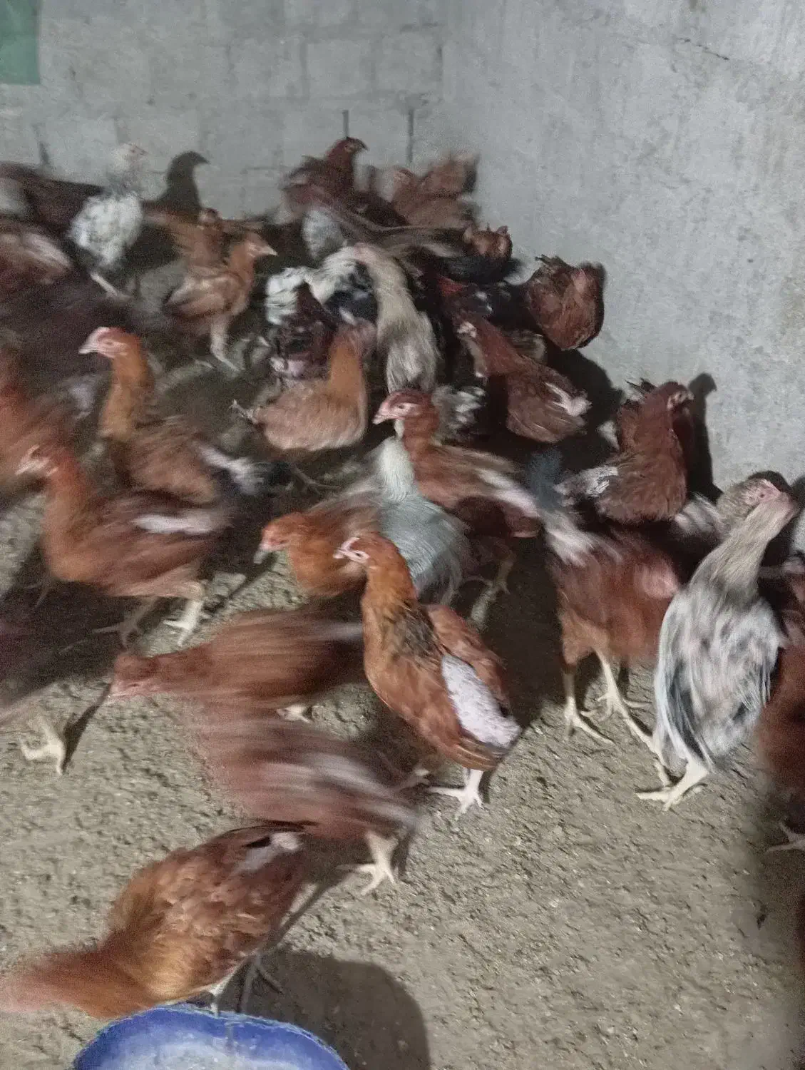 مرغ  تخمگذار|حیوانات مزرعه|بمانی, |دیوار