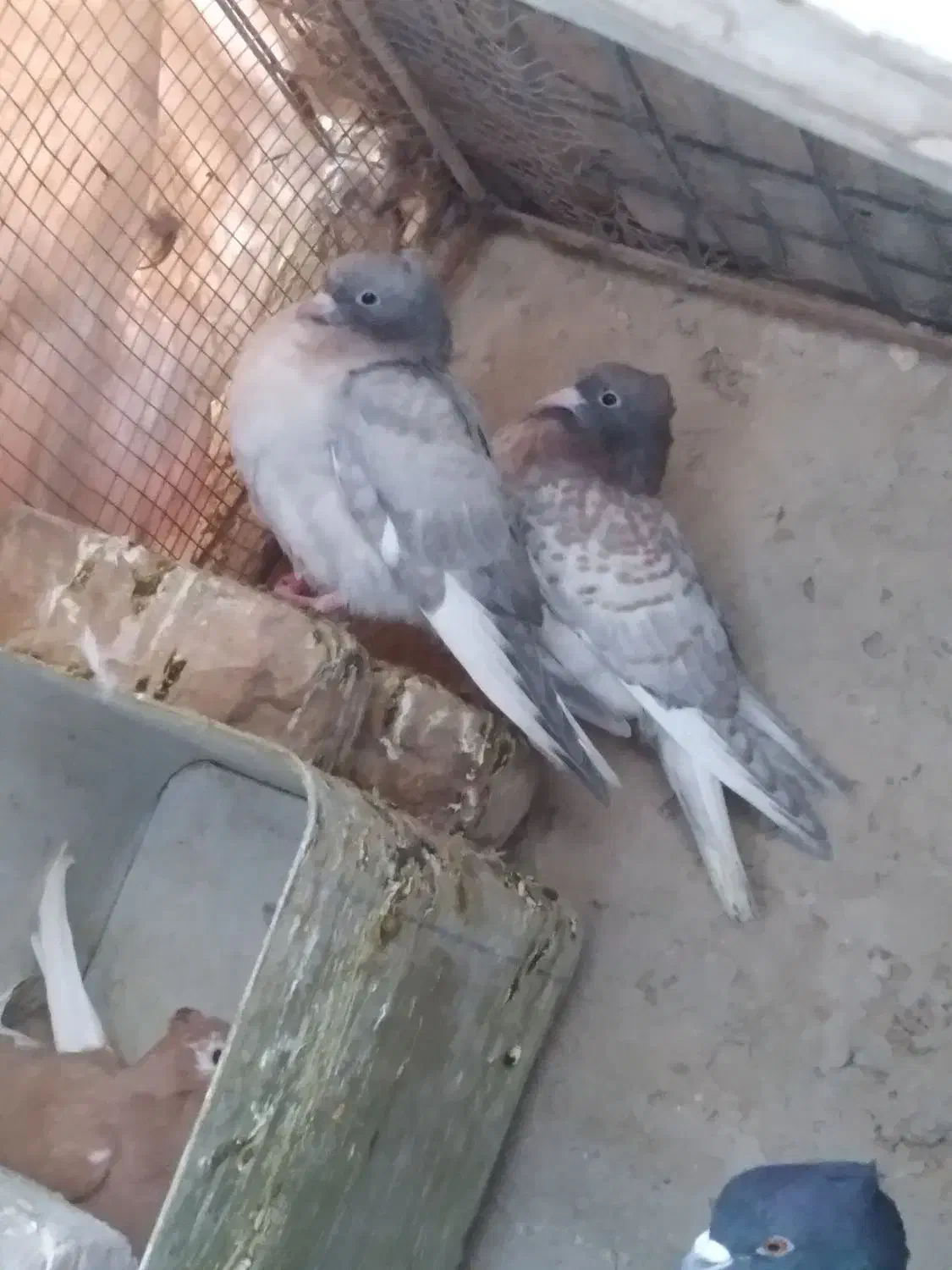 جفت جوجه سور دمسفید یا هفت رنگ دمسفید خوشگل|پرنده|کرمان, |دیوار