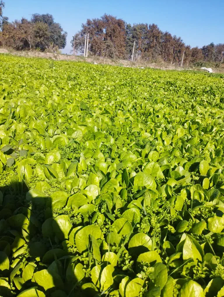 کاهو|خدمات باغبانی و درختکاری|گرگان, |دیوار