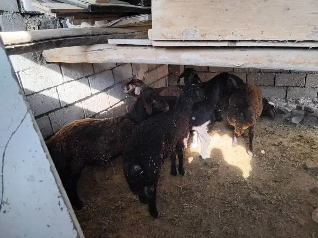 بره نر ۸عدد|حیوانات مزرعه|شاهرود, |دیوار