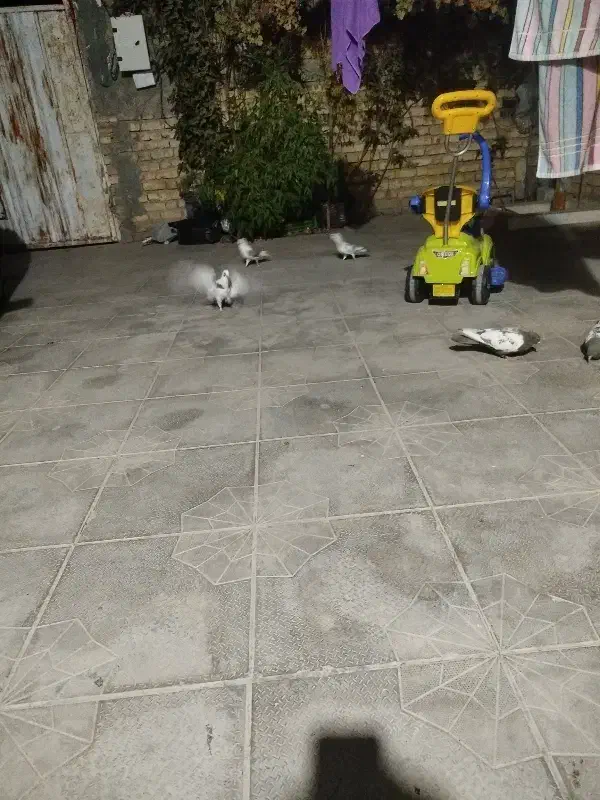 کفتر رنگی و پلاکی|پرنده|داراب, |دیوار