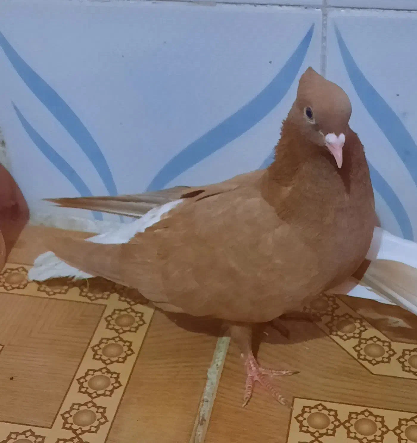 نروماده اشعل زرد ویه ماده قهوی دم سفید|پرنده|خرمشهر, |دیوار