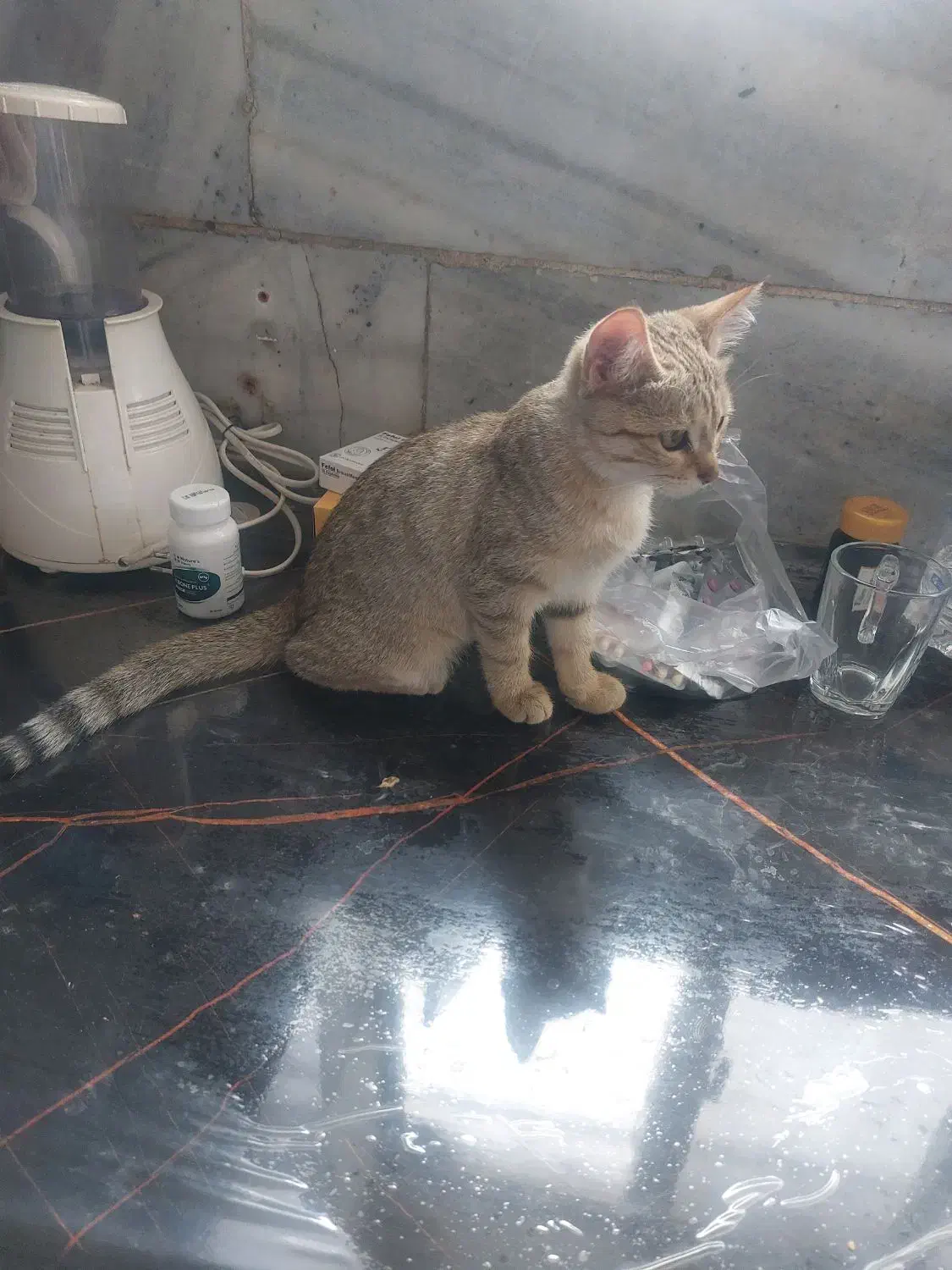 واگذاری بچه گربه سه ماهه|گربه|زنجان, |دیوار