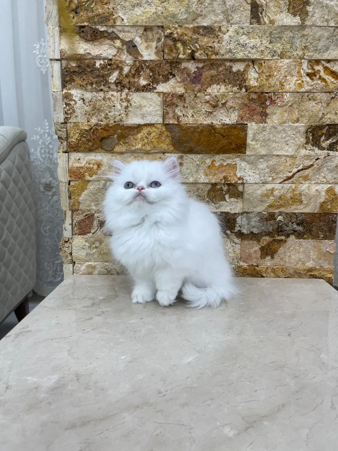 پرشین عروسکی|گربه|مهاباد (آذربایجان غربی), |دیوار