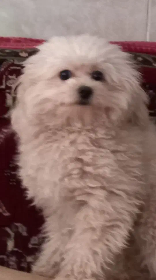 سگ پامر پودل|سگ|یزد, |دیوار