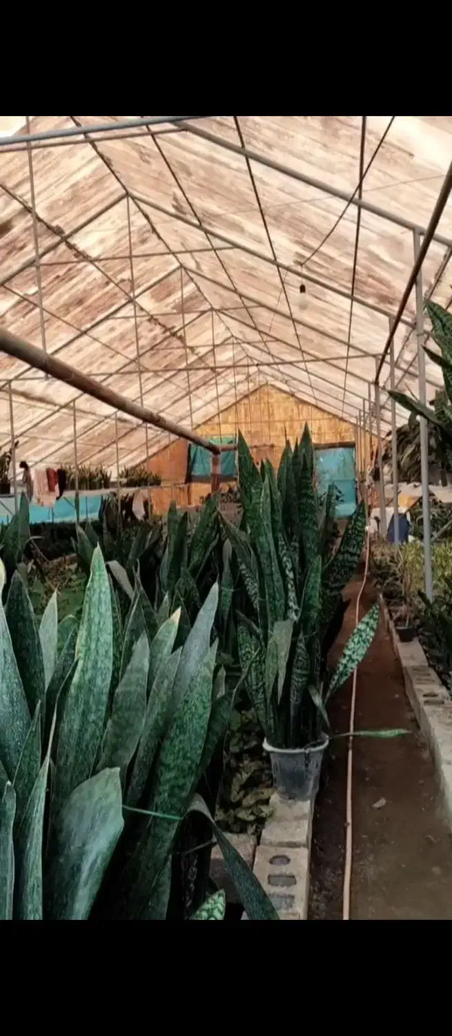 اجاره گلخانه و زمین مناسب گل‌های بیرونی و توسعه|اجارهٔ دفتر صنعتی، کشاورزی، تجاری|نشتارود, |دیوار