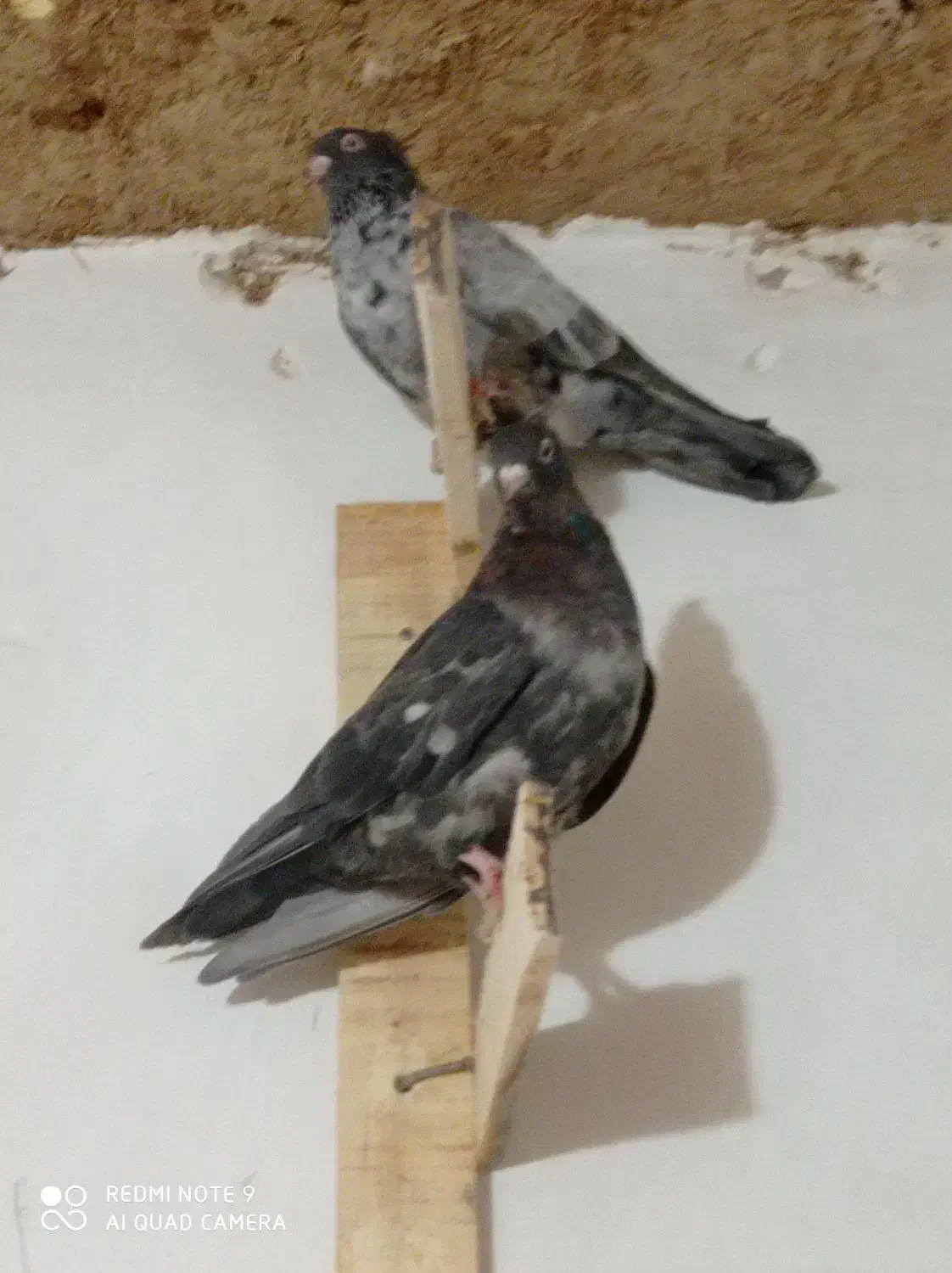 سرور|پرنده|مرودشت, سهل‌آباد|دیوار