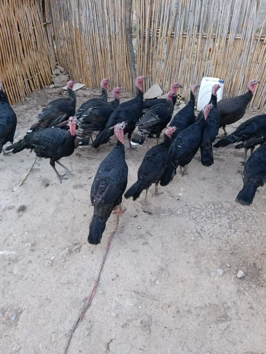 بقلمونن|حیوانات مزرعه|گرگان, |دیوار